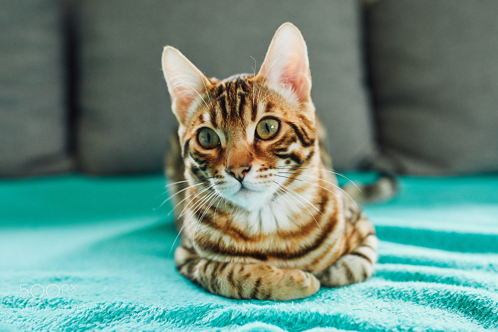 Canon EOS 5D Mark IV sample photo. Tyson, the bengal photography