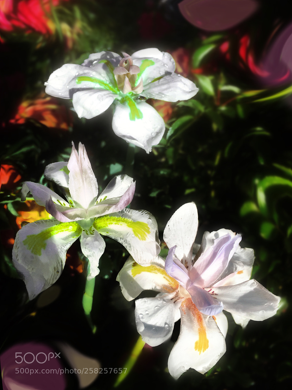 Apple iPhone SE sample photo. Trio photography