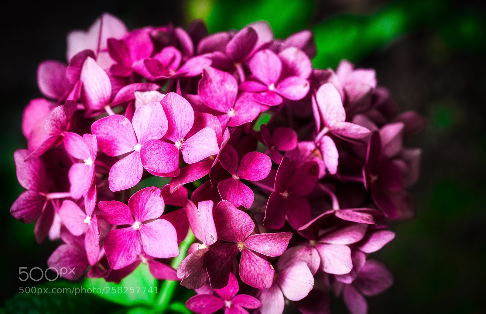 Canon EOS 5D Mark IV sample photo. Untitled photography