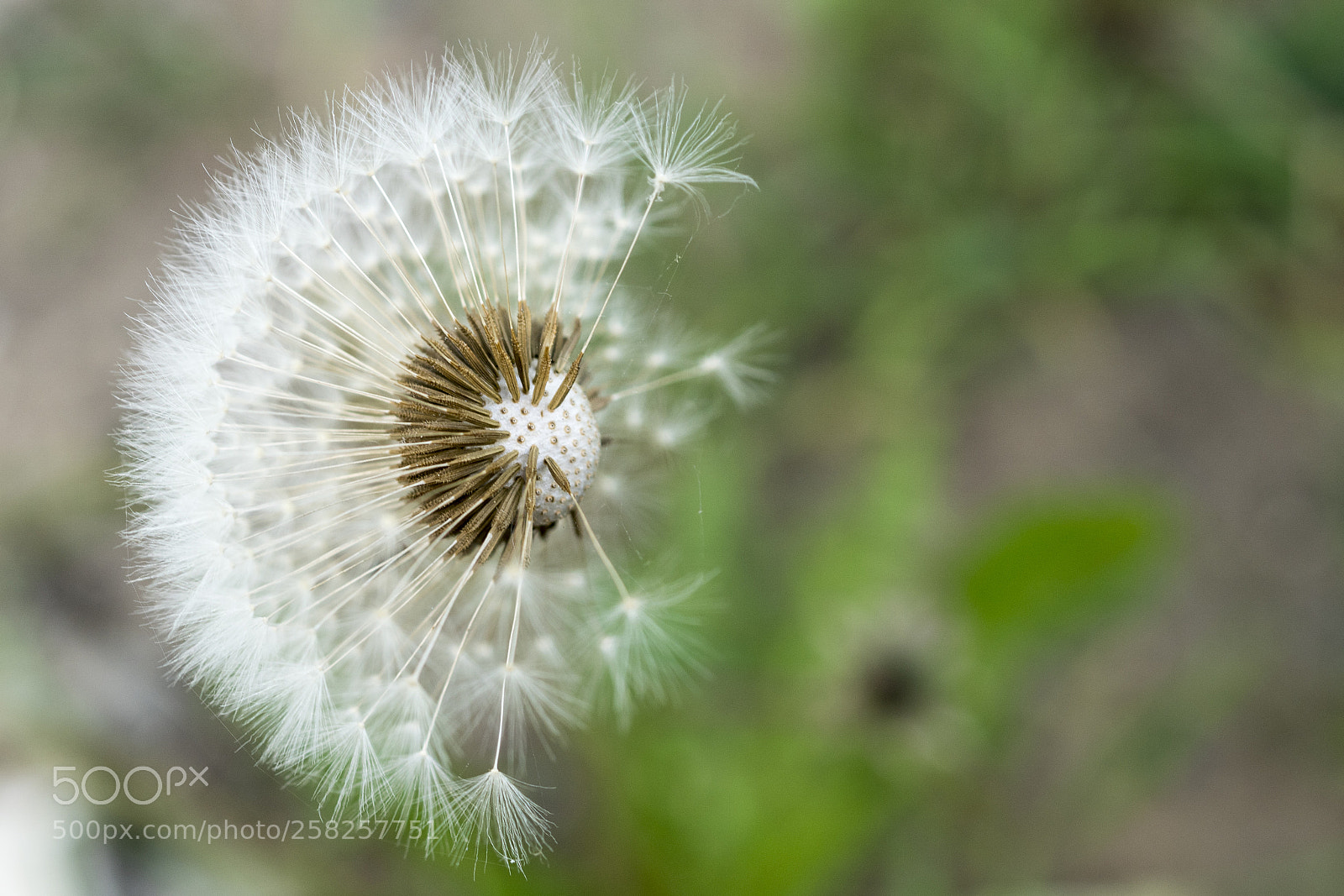 Sony ILCA-77M2 sample photo. Dandelion photography