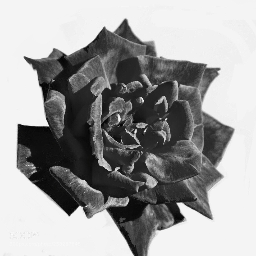 Nikon D3400 sample photo. Black & white rose photography