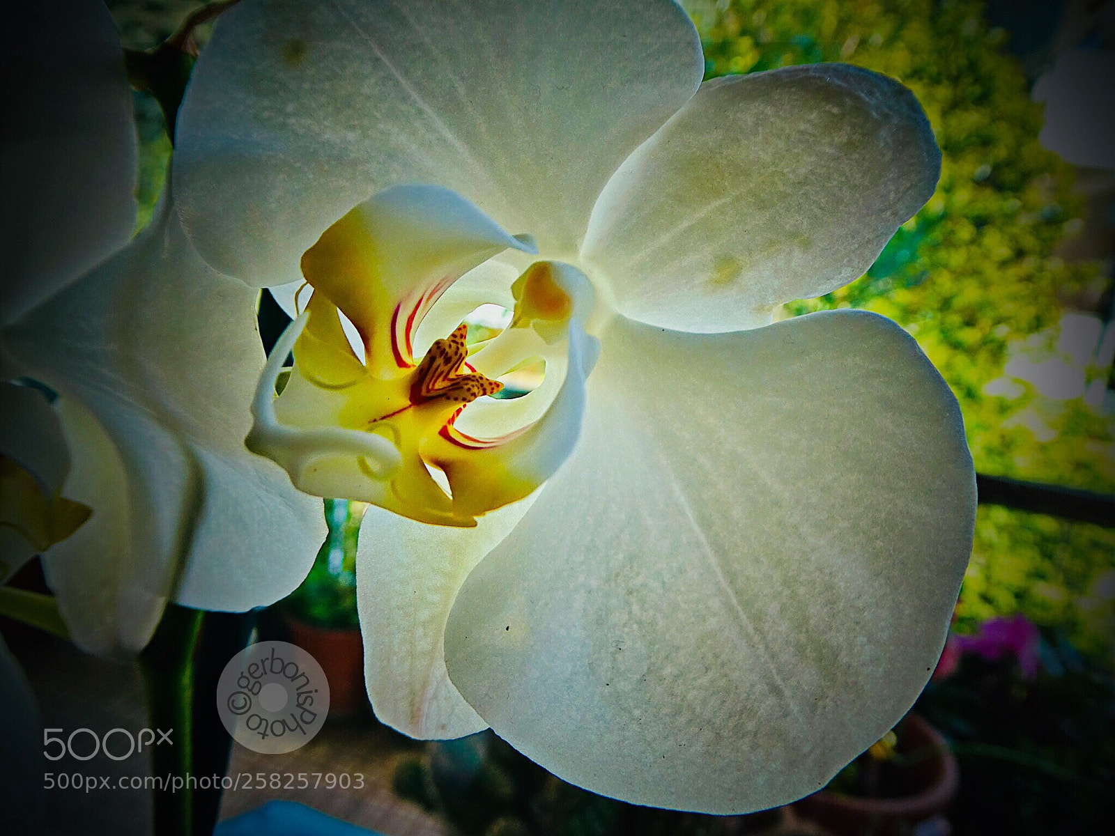 Panasonic Lumix DC-ZS70 (Lumix DC-TZ90) sample photo. The heart of a photography