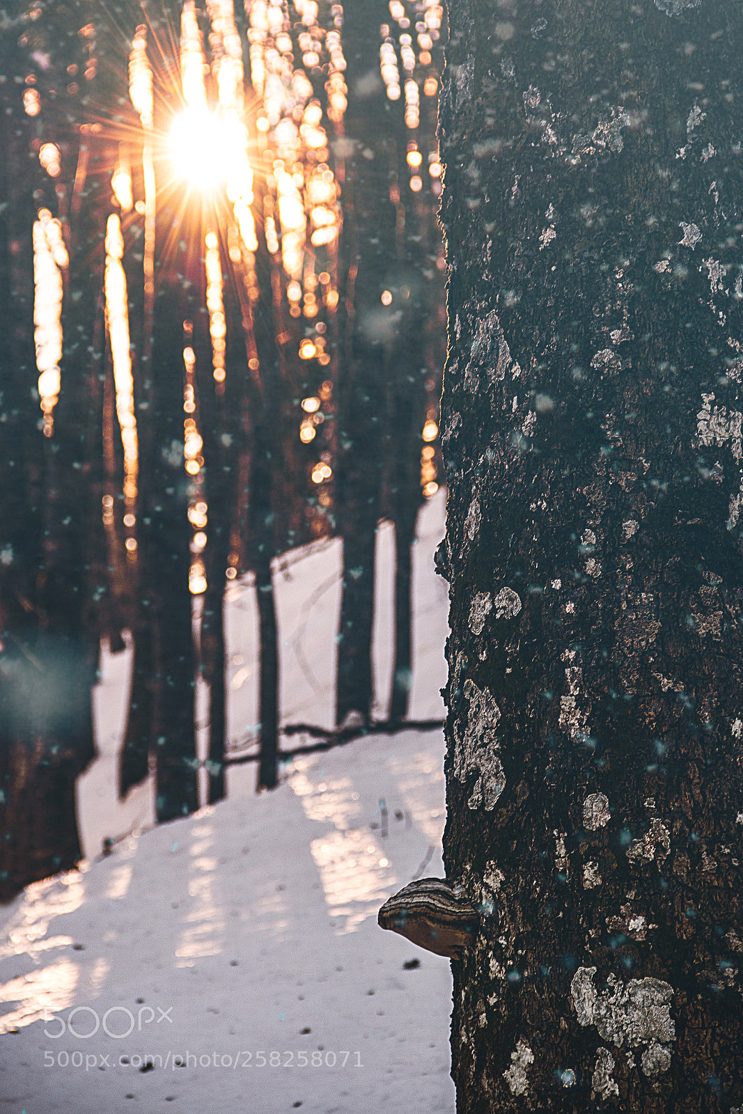 Canon EOS 70D sample photo. Forest light photography