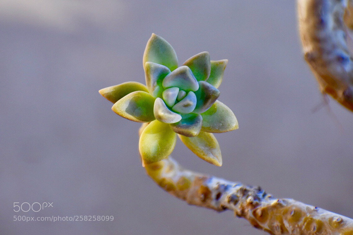 Nikon D3400 sample photo. Flower shaped succulent  photography