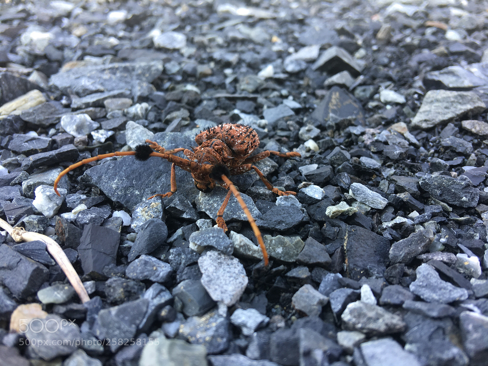 Apple iPhone 6s Plus sample photo. Untitled photography