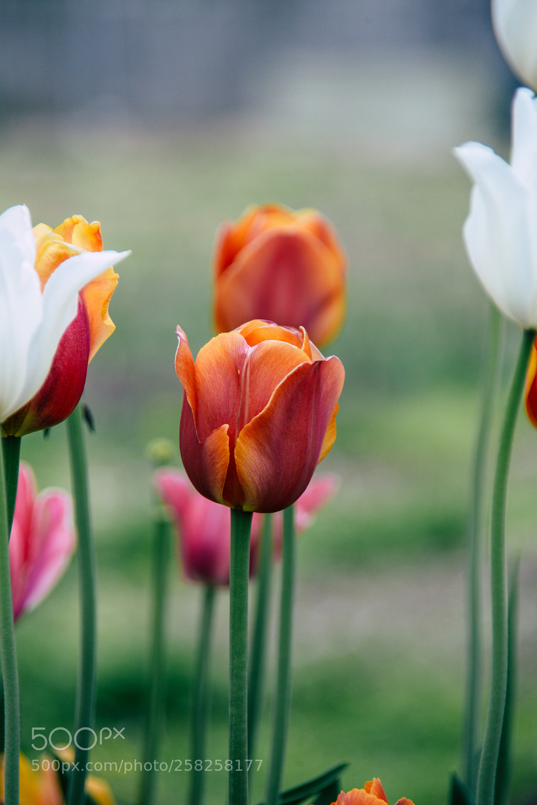 Nikon D610 sample photo. Untitled photography