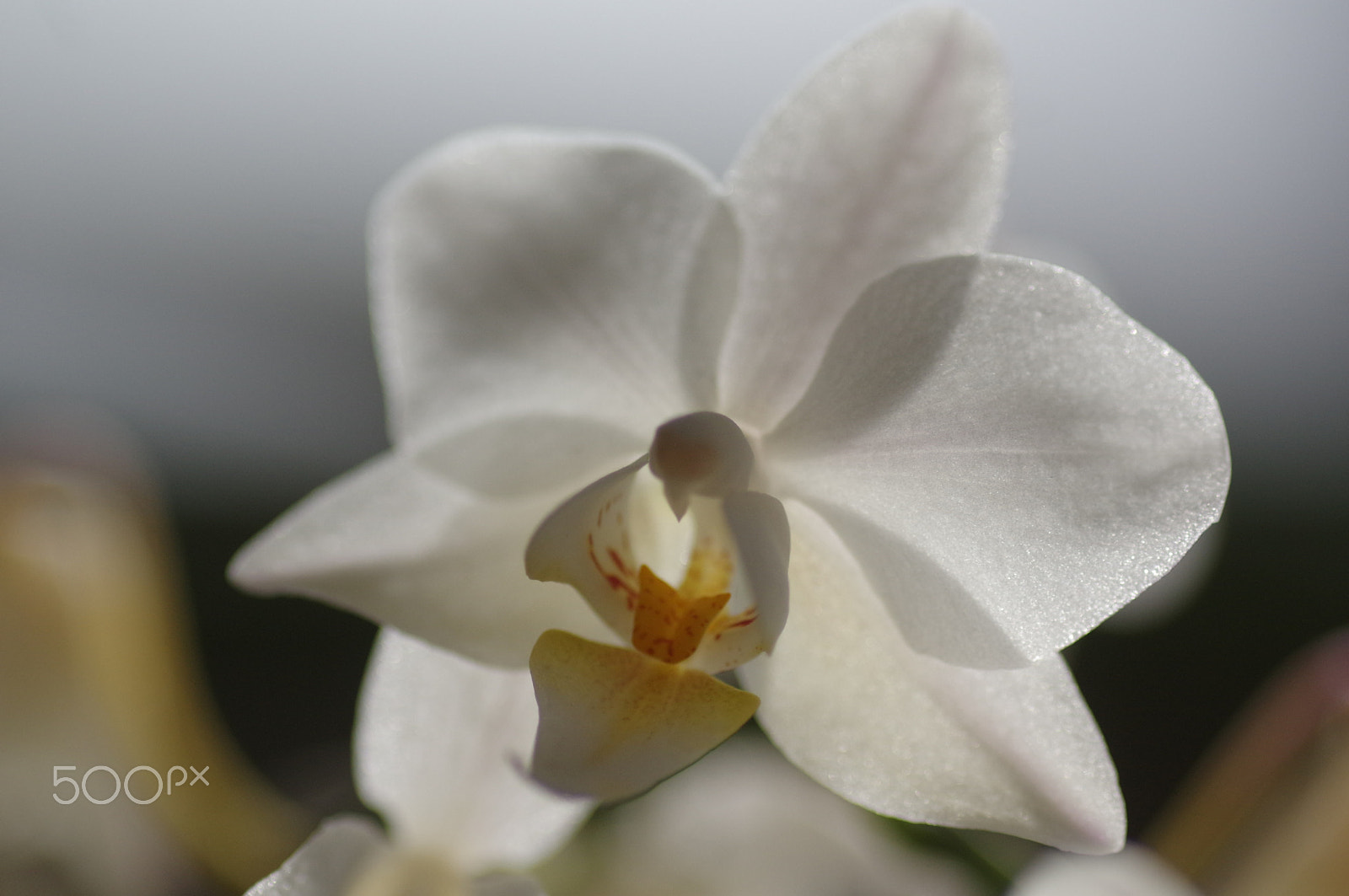 Pentax smc D-FA 100mm F2.8 Macro WR sample photo. White phalaenopsis photography