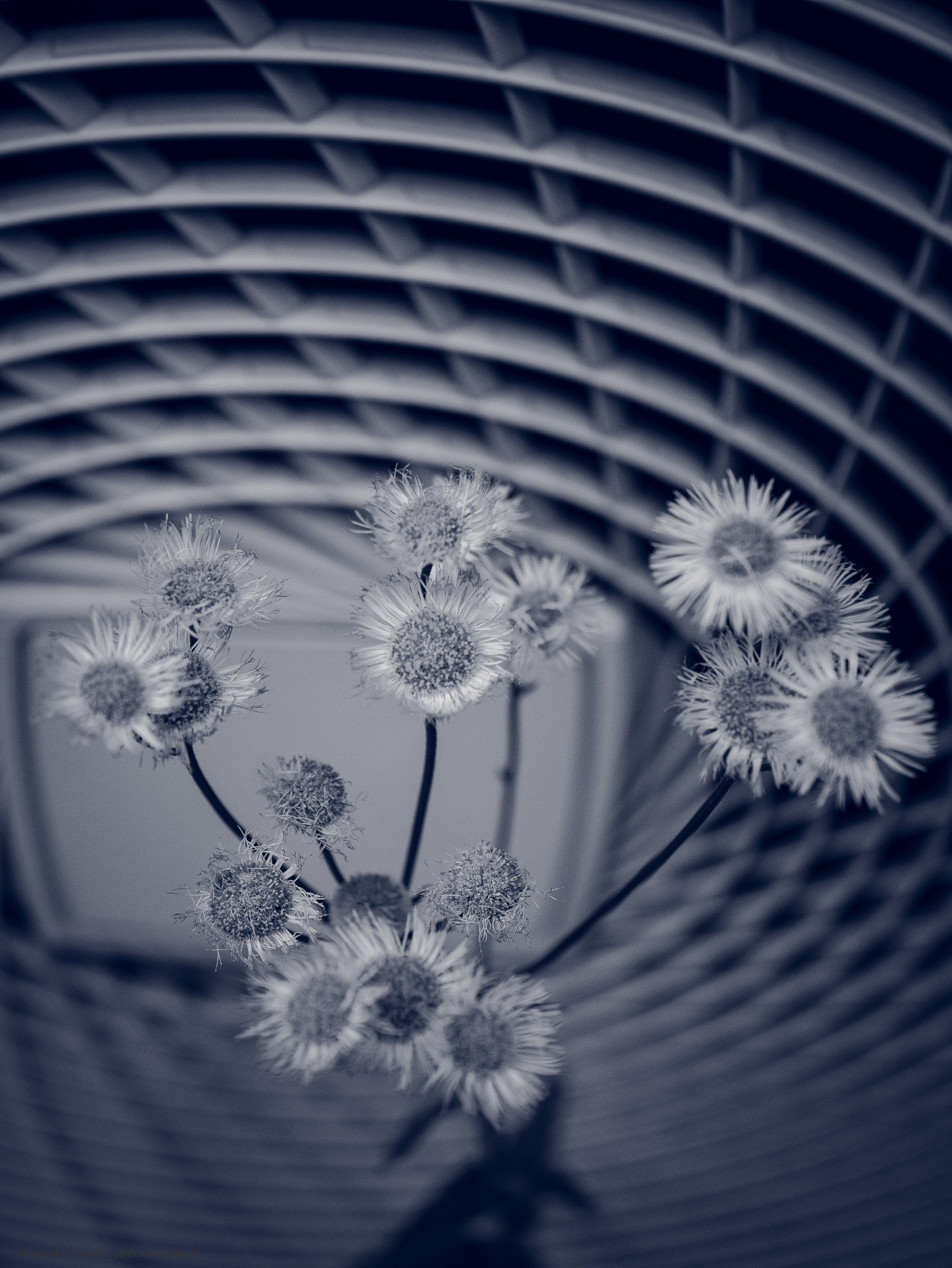 flowers & spiral