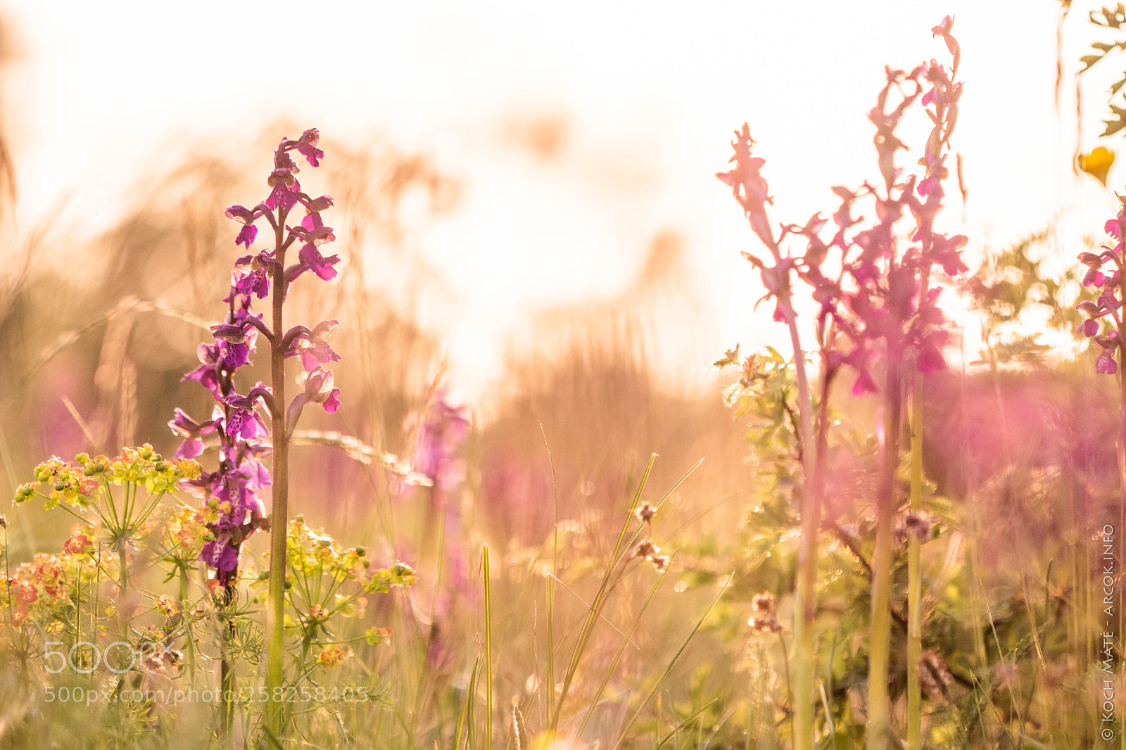 Canon EOS M5 sample photo. Anacamptis morio photography