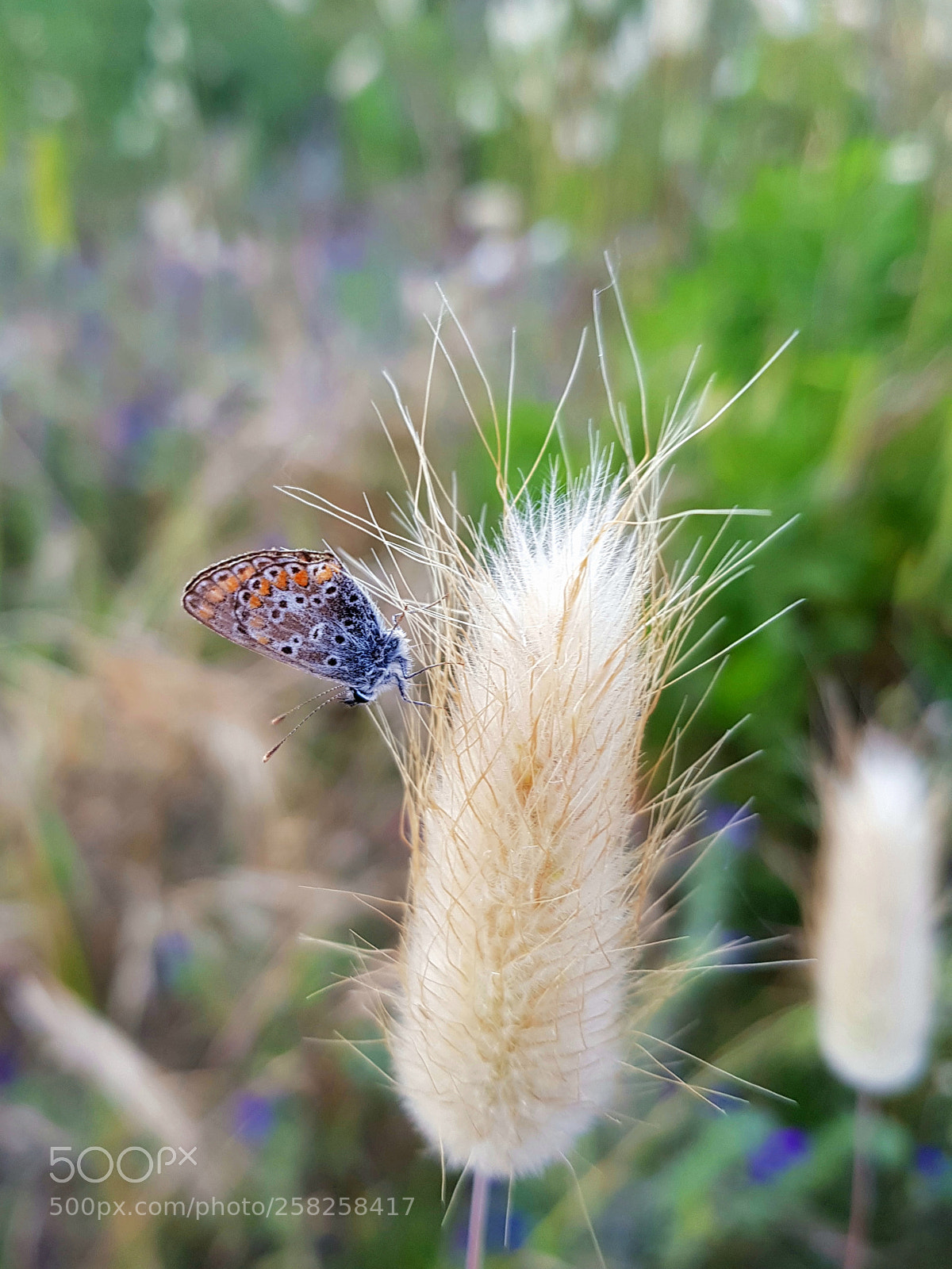 Samsung Galaxy S8 sample photo. Very small butterfly photography