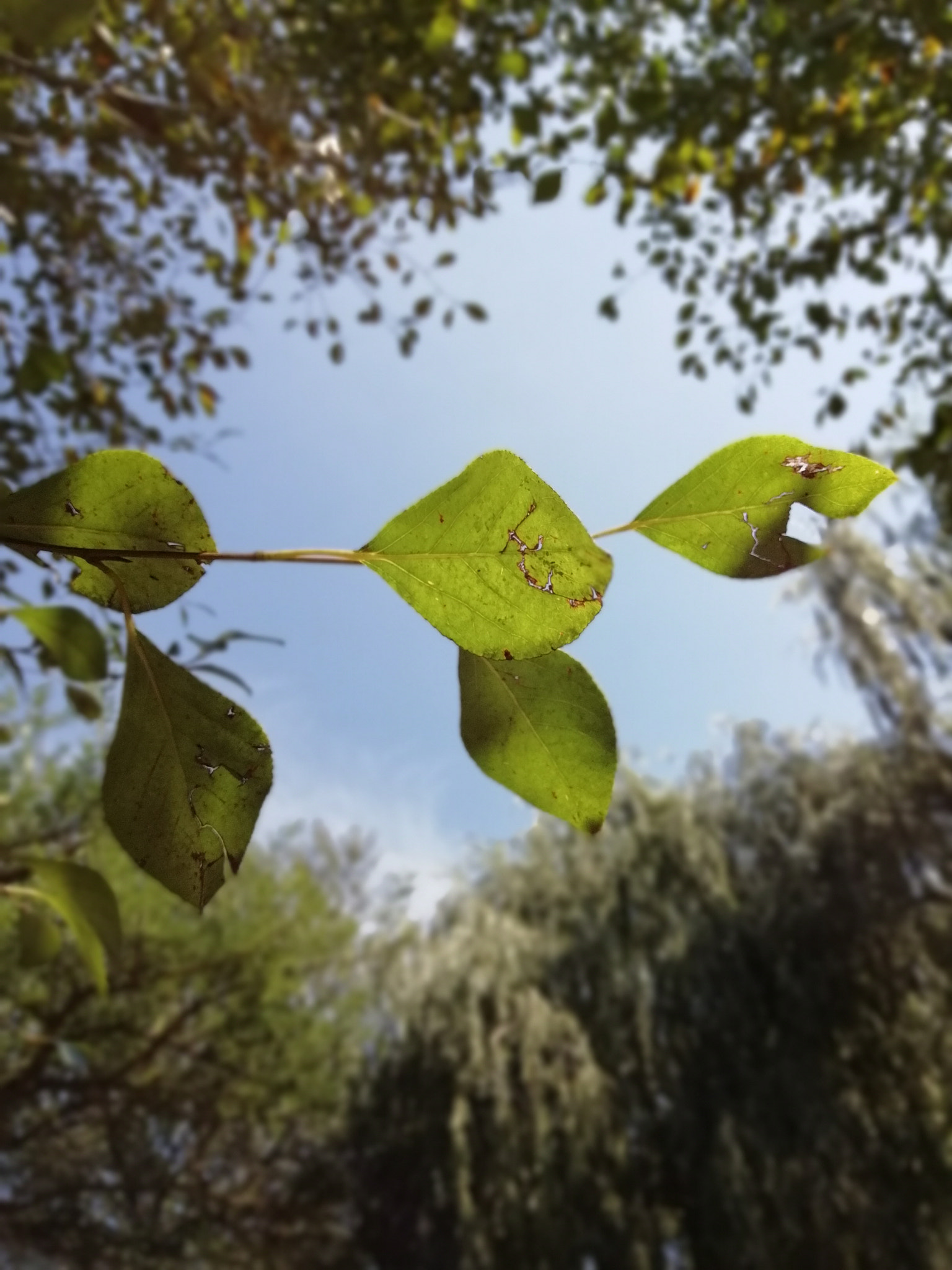 HUAWEI FIG-LX1 sample photo