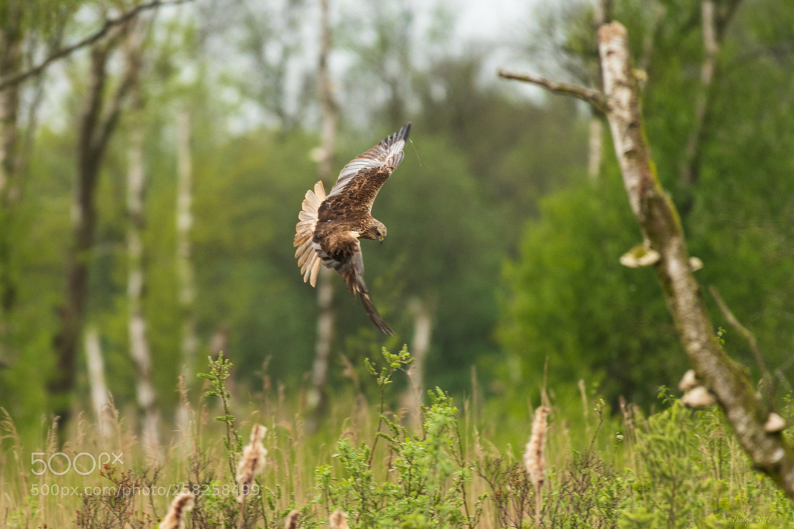 Nikon D500 sample photo. Marsh harrier photography