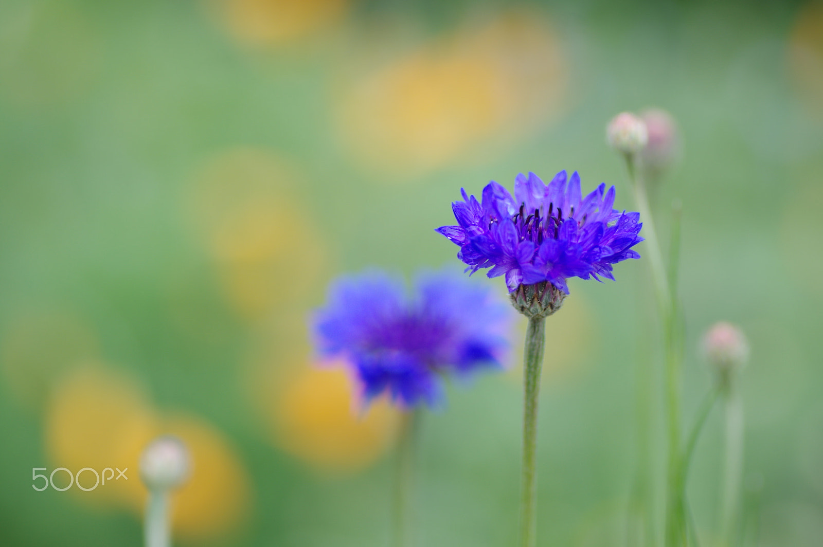Tamron SP AF 90mm F2.8 Di Macro sample photo. ヤグルマギク cornflower photography