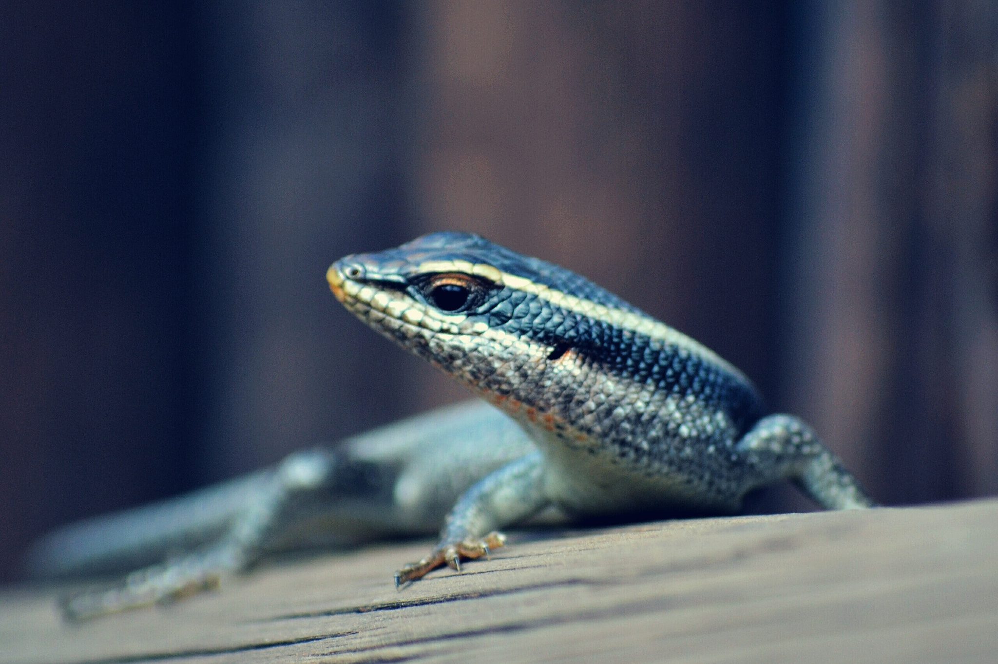 Nikon D3100 sample photo