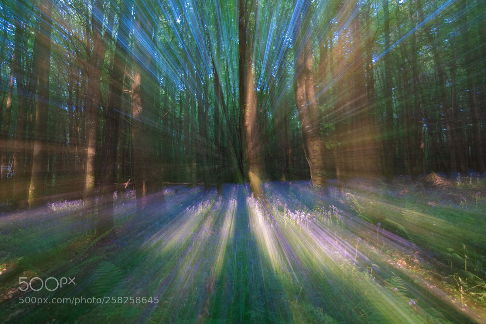 Nikon D750 sample photo. Bluebell woods zoomed photography