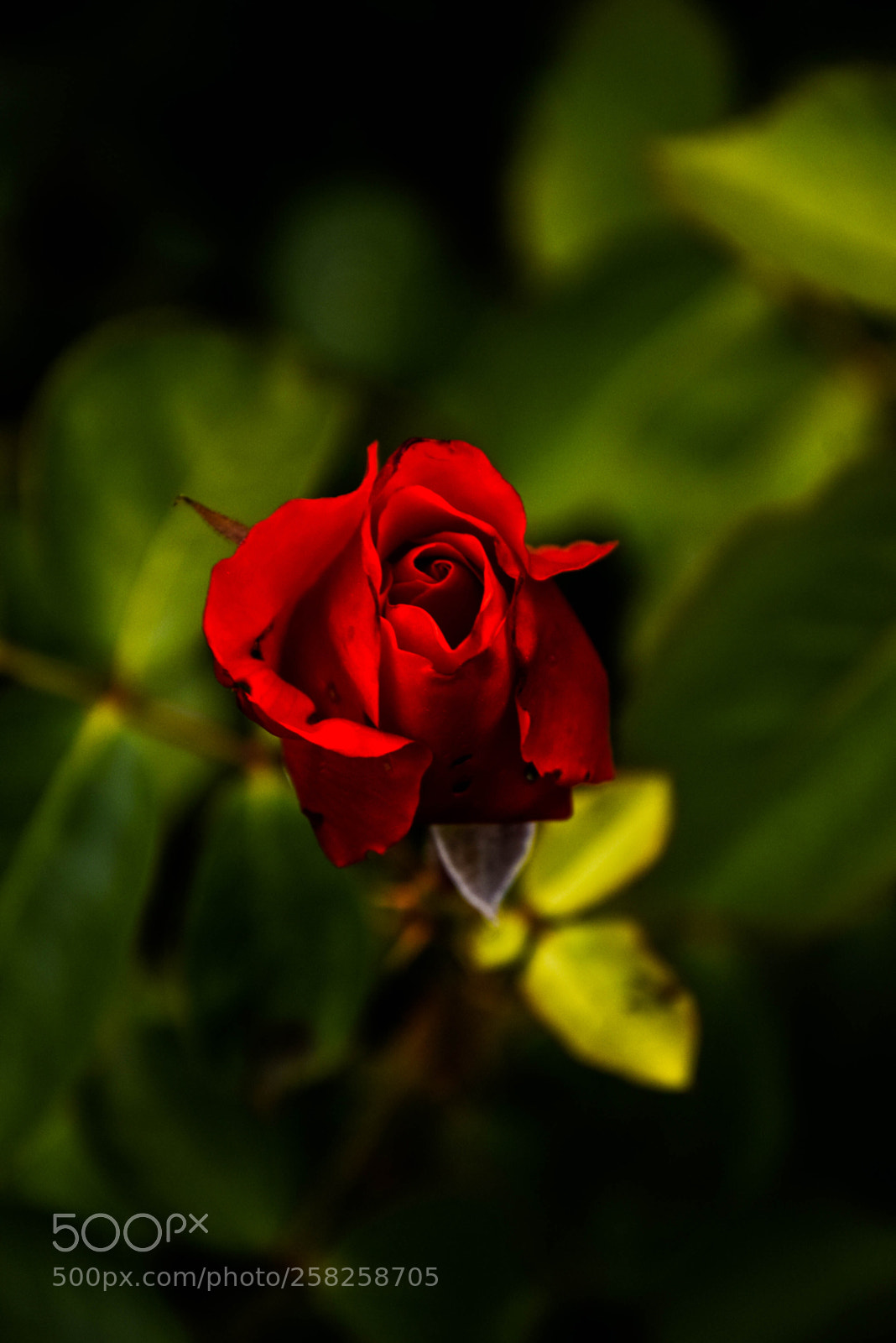 Nikon D5300 sample photo. Red rose photography