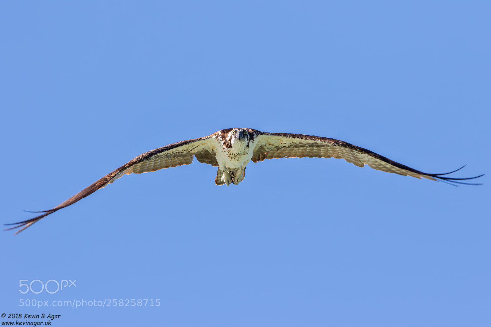 Canon EOS 7D Mark II sample photo. Osprey, pandion haliaetus photography