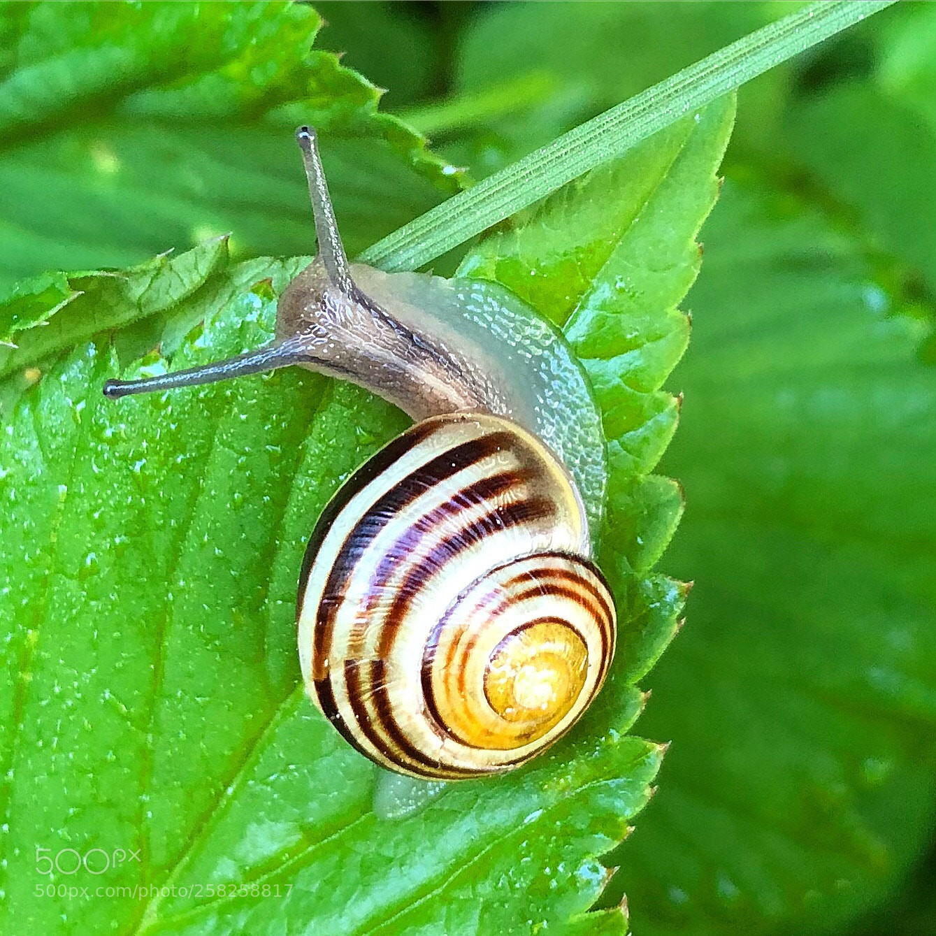 Apple iPhone 8 Plus sample photo. Snail in the morning photography