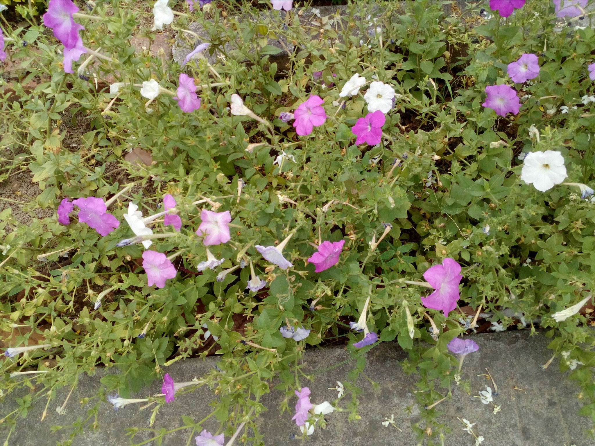 HUAWEI Y5II sample photo. ������������������������������� photography