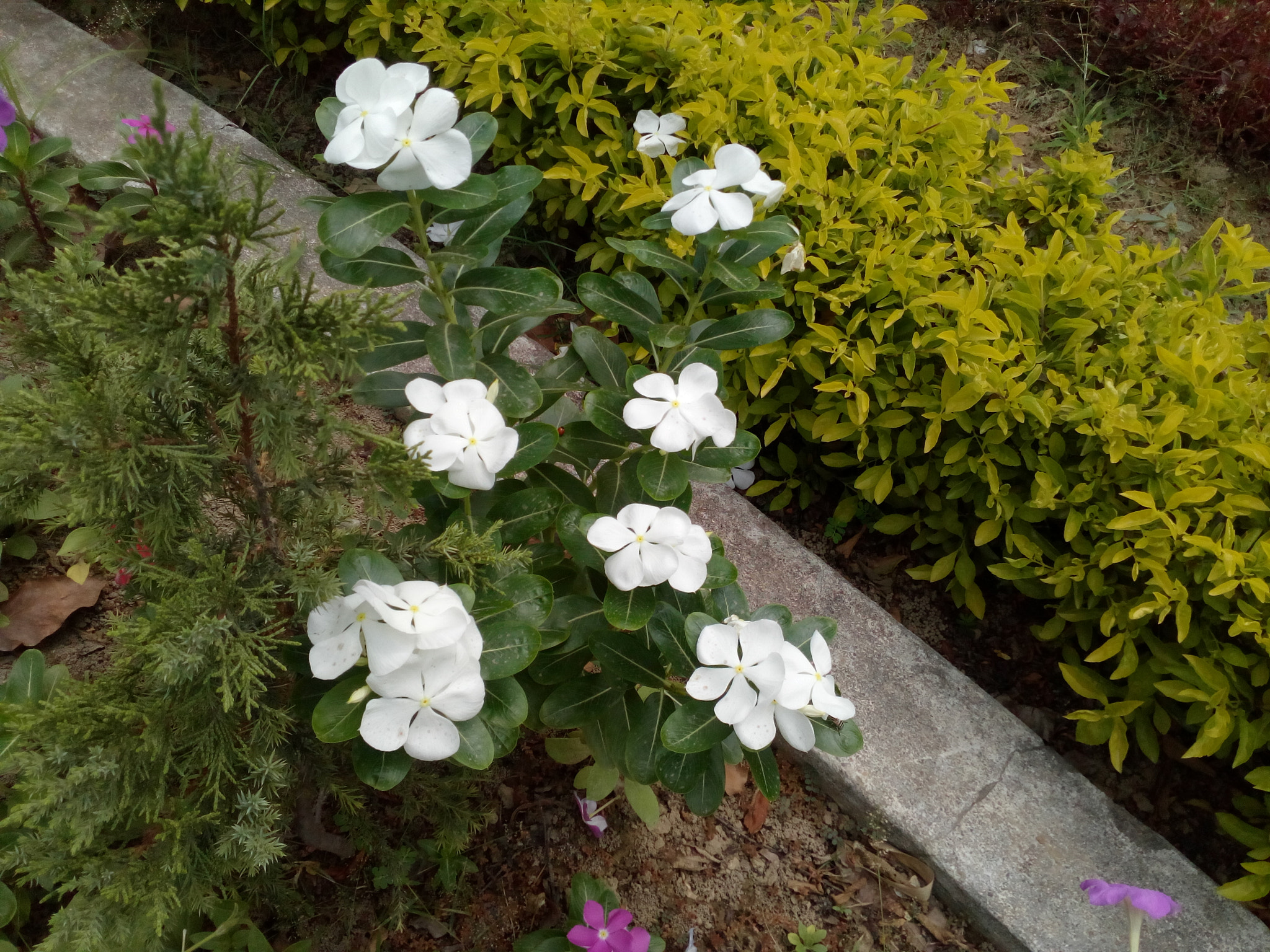 HUAWEI Y5II sample photo. ������������������������������� photography