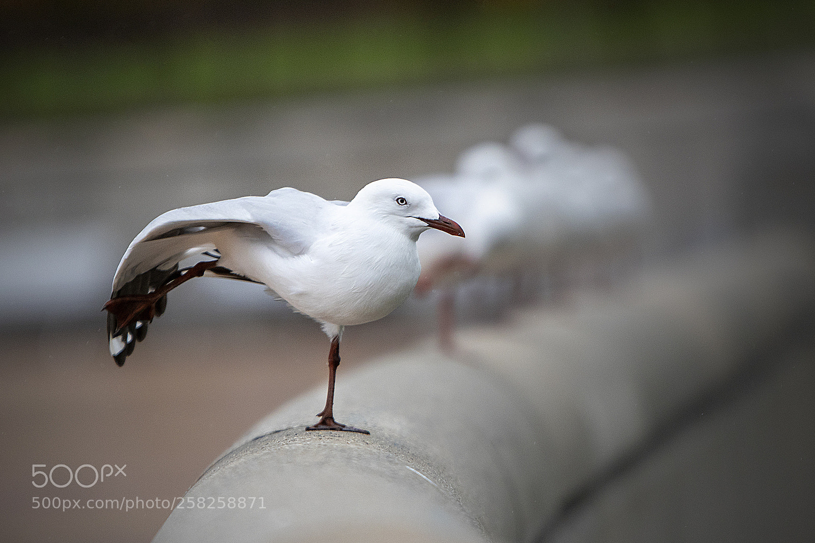 Canon EOS 7D Mark II sample photo. Silver gull photography