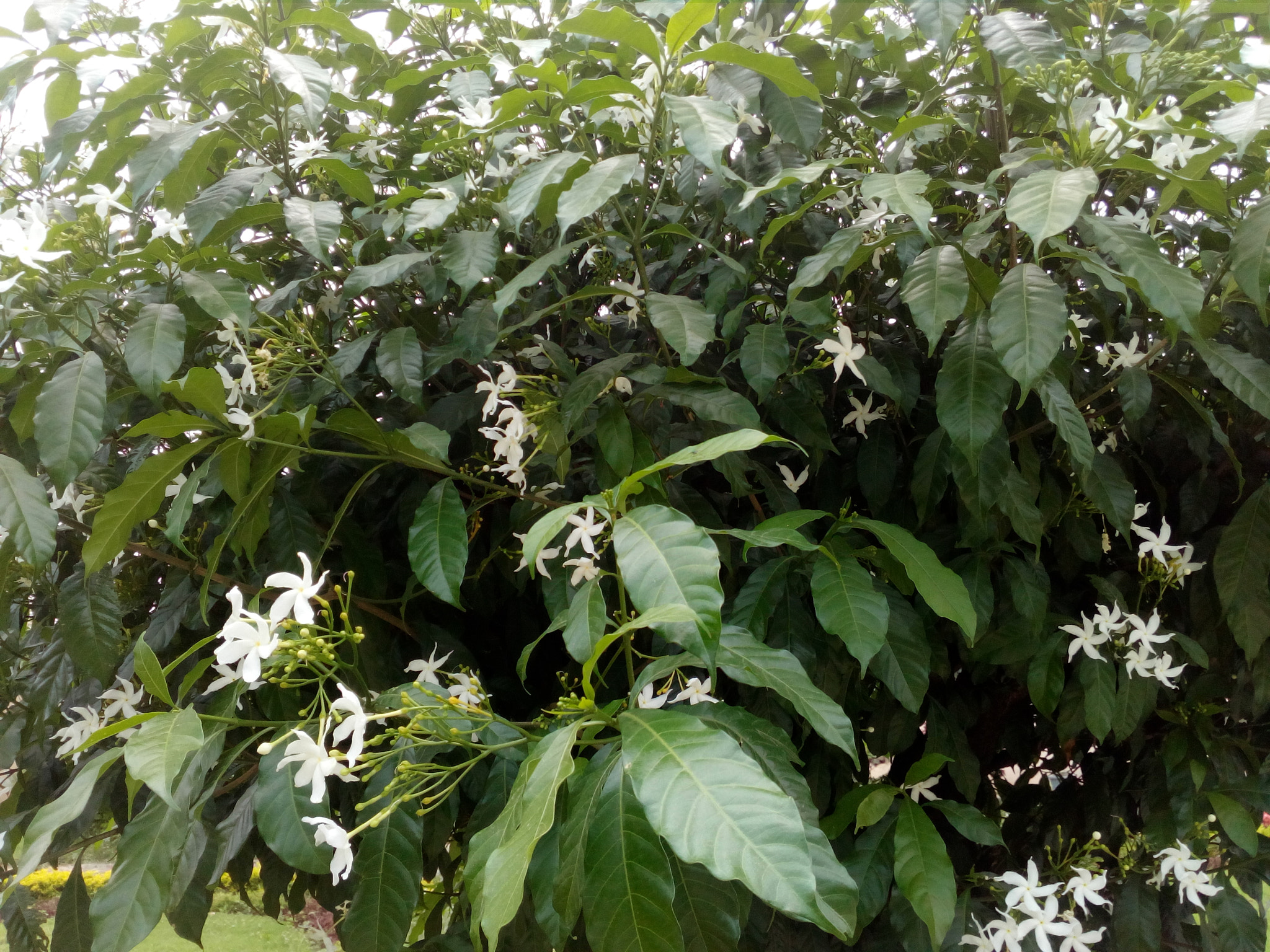 HUAWEI Y5II sample photo. ������������������������������� photography