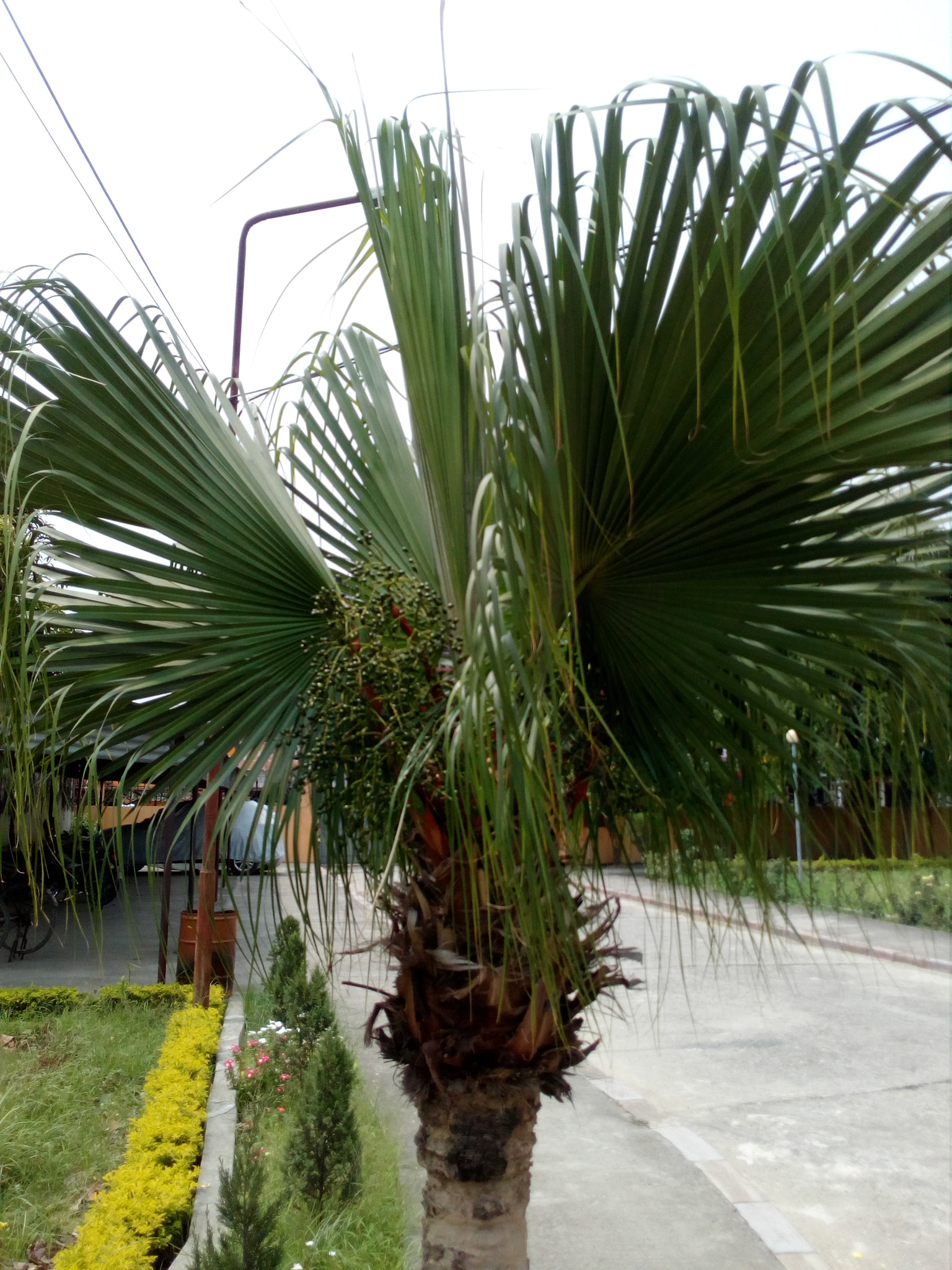 HUAWEI Y5II sample photo. ������������������������������� photography