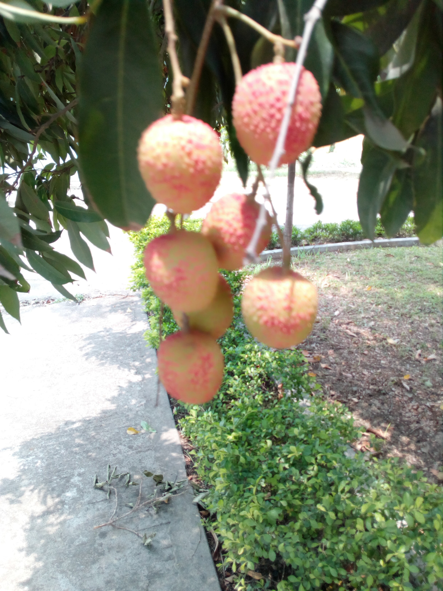 HUAWEI Y5II sample photo. ������������������������������� photography