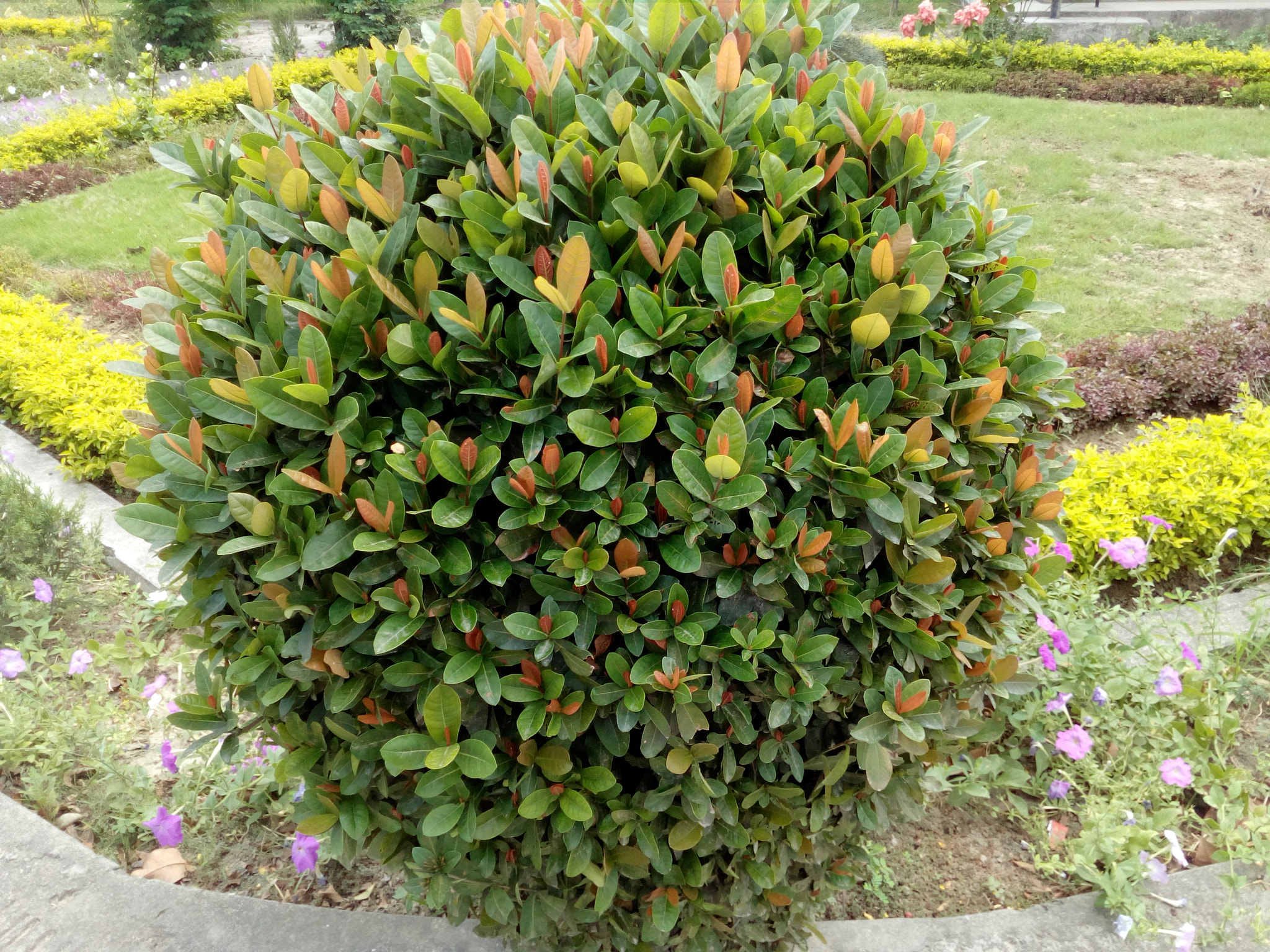 HUAWEI Y5II sample photo. ������������������������������� photography