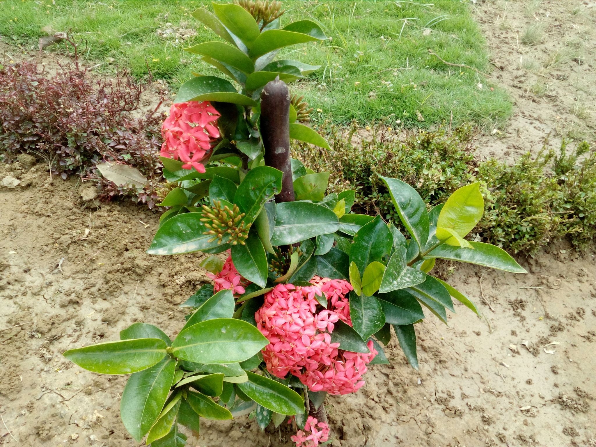 HUAWEI Y5II sample photo. ������������������������������� photography