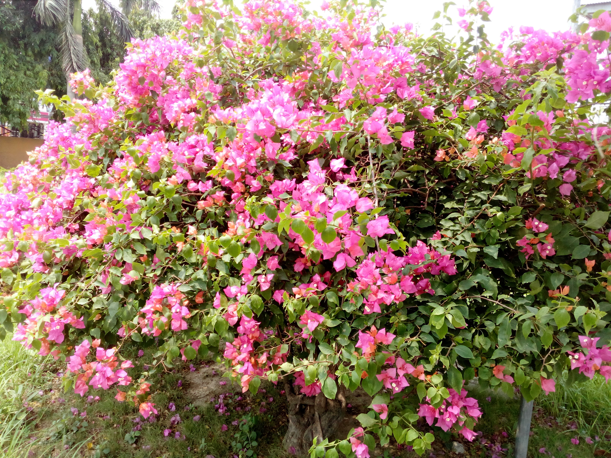 HUAWEI Y5II sample photo. ������������������������������� photography