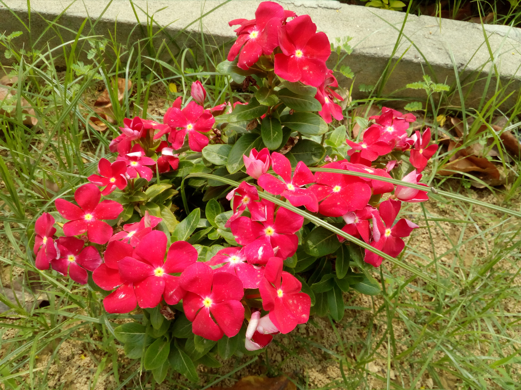HUAWEI Y5II sample photo. ������������������������������� photography