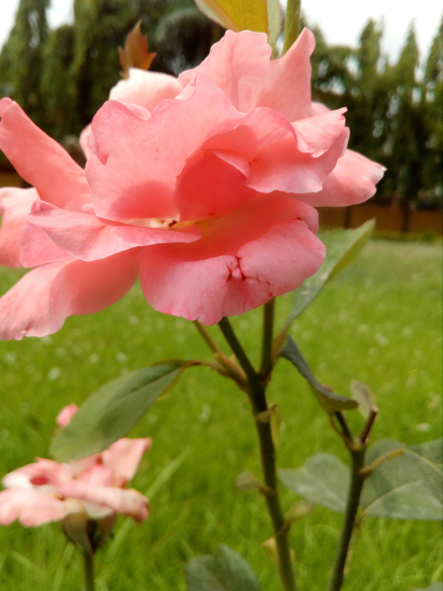 HUAWEI Y5II sample photo. ������������������������������� photography