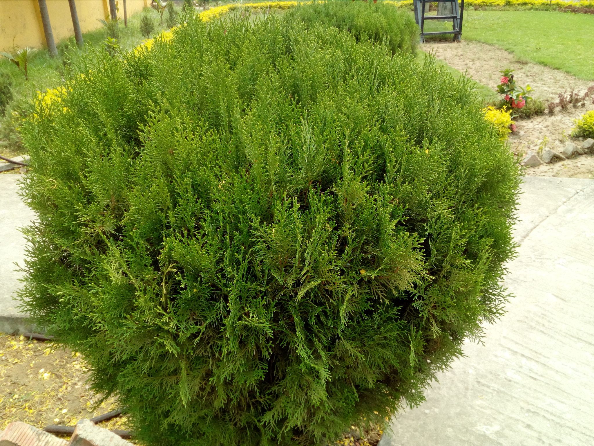 HUAWEI Y5II sample photo. ������������������������������� photography