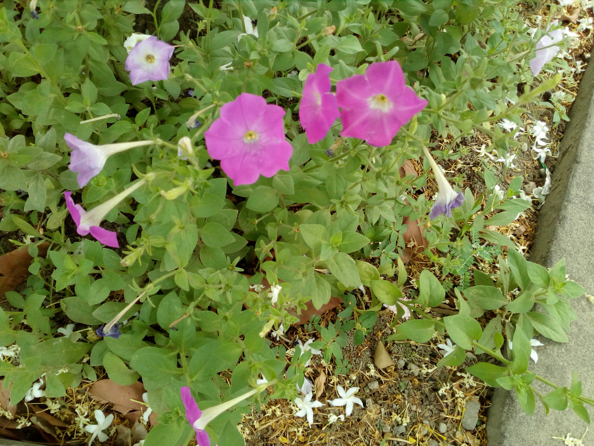 HUAWEI Y5II sample photo. ������������������������������� photography