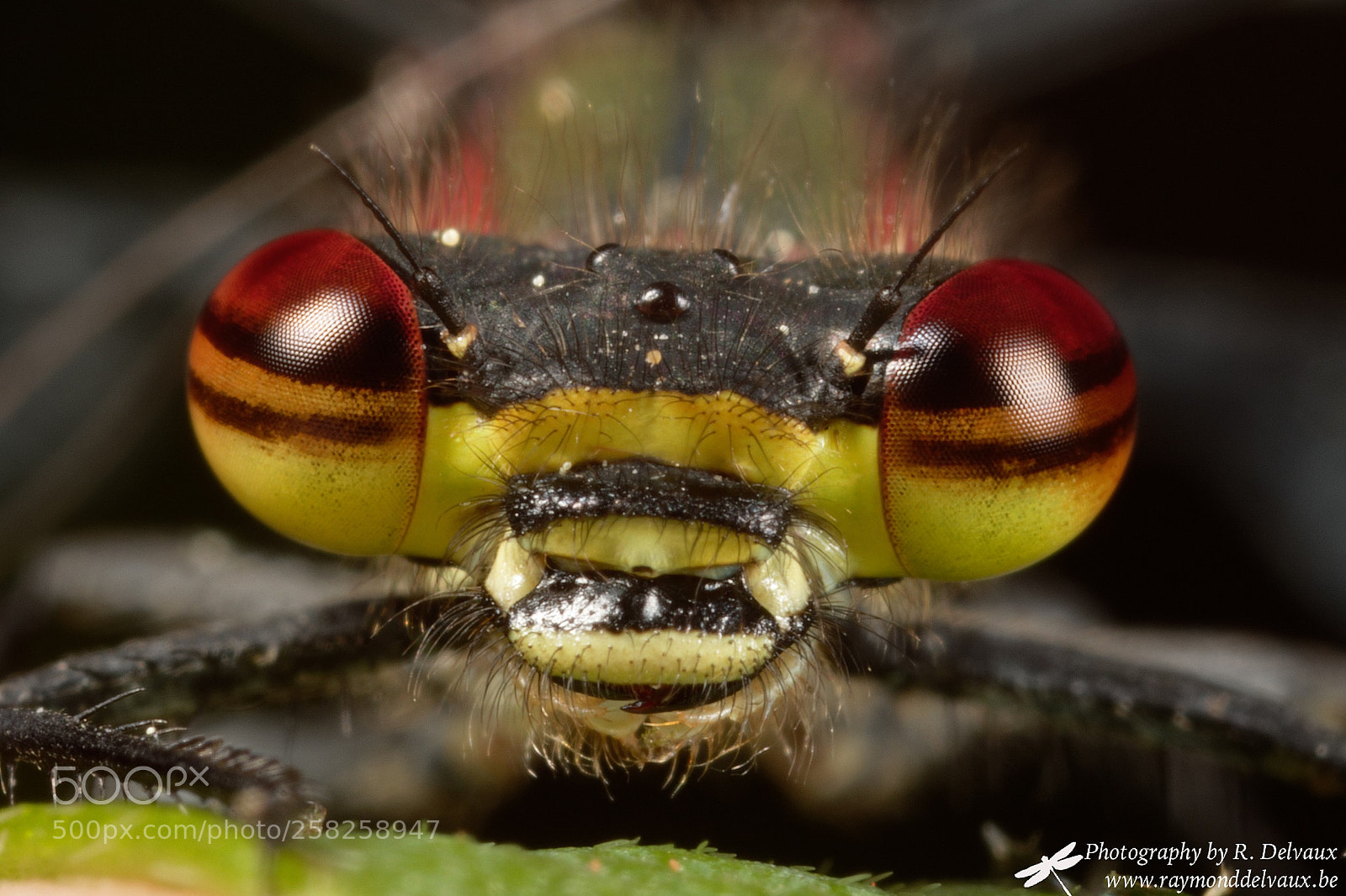 Canon EOS 7D Mark II sample photo. Pyrrhosoma nymphula photography