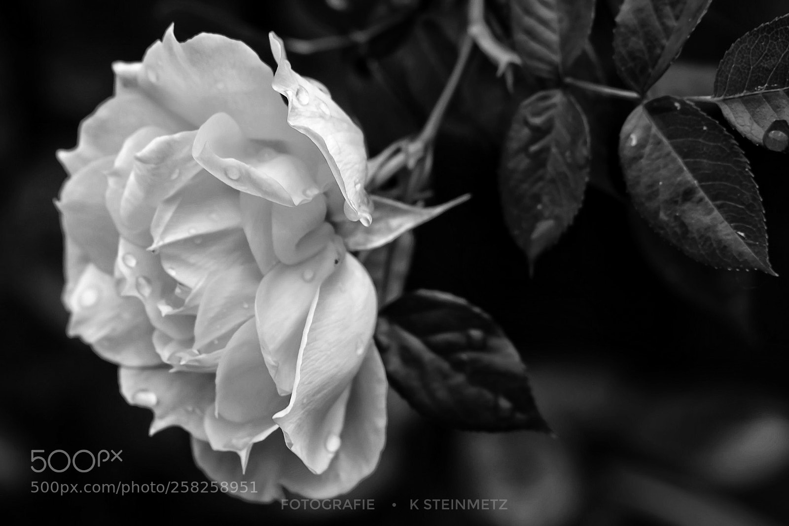 Fujifilm X-E3 sample photo. Rose in schwarz weiß photography