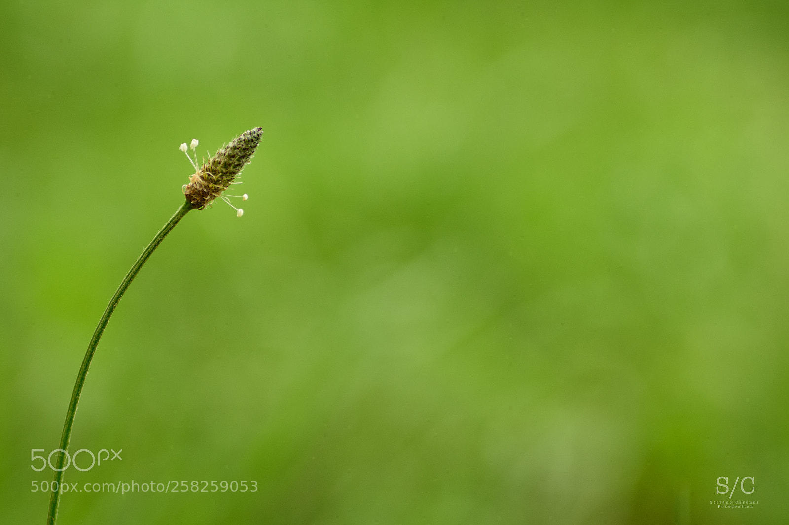 Nikon D7200 sample photo. Flower #7 photography