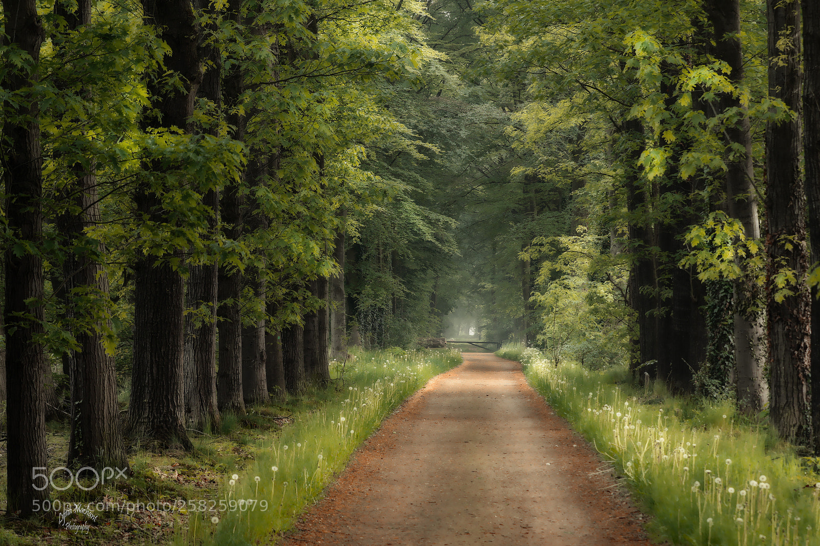 Canon EOS 7D Mark II sample photo. Only in dreams, in photography
