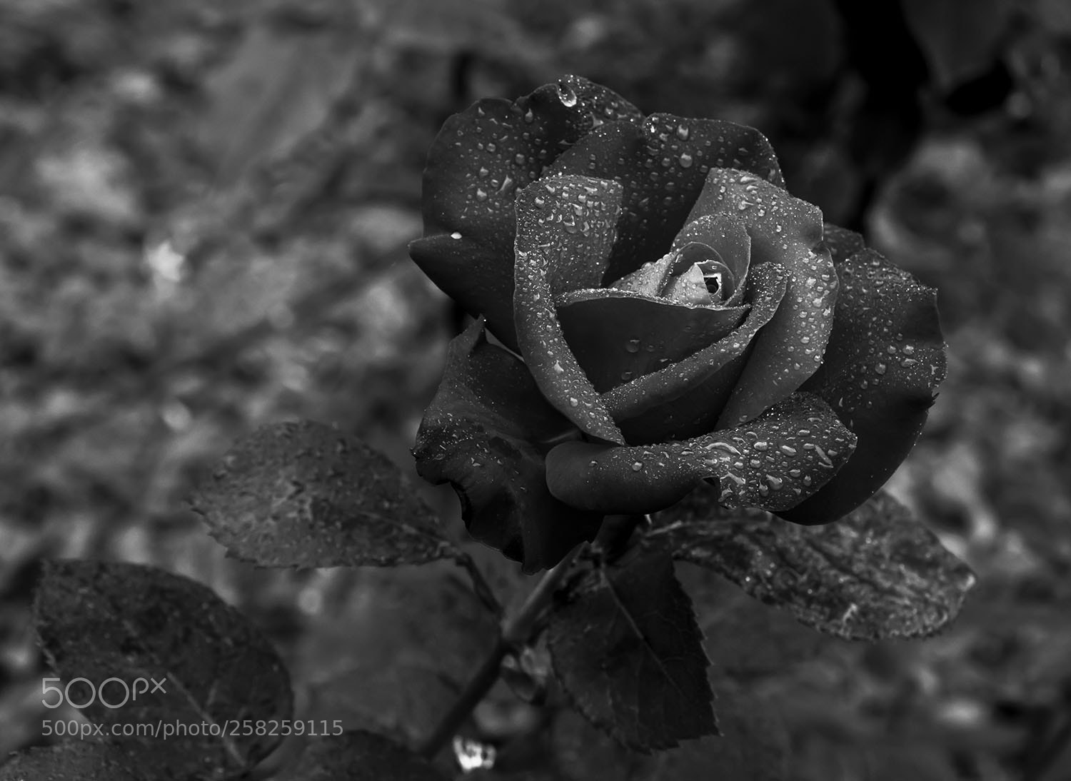 Canon EOS 70D sample photo. One rainy day... photography