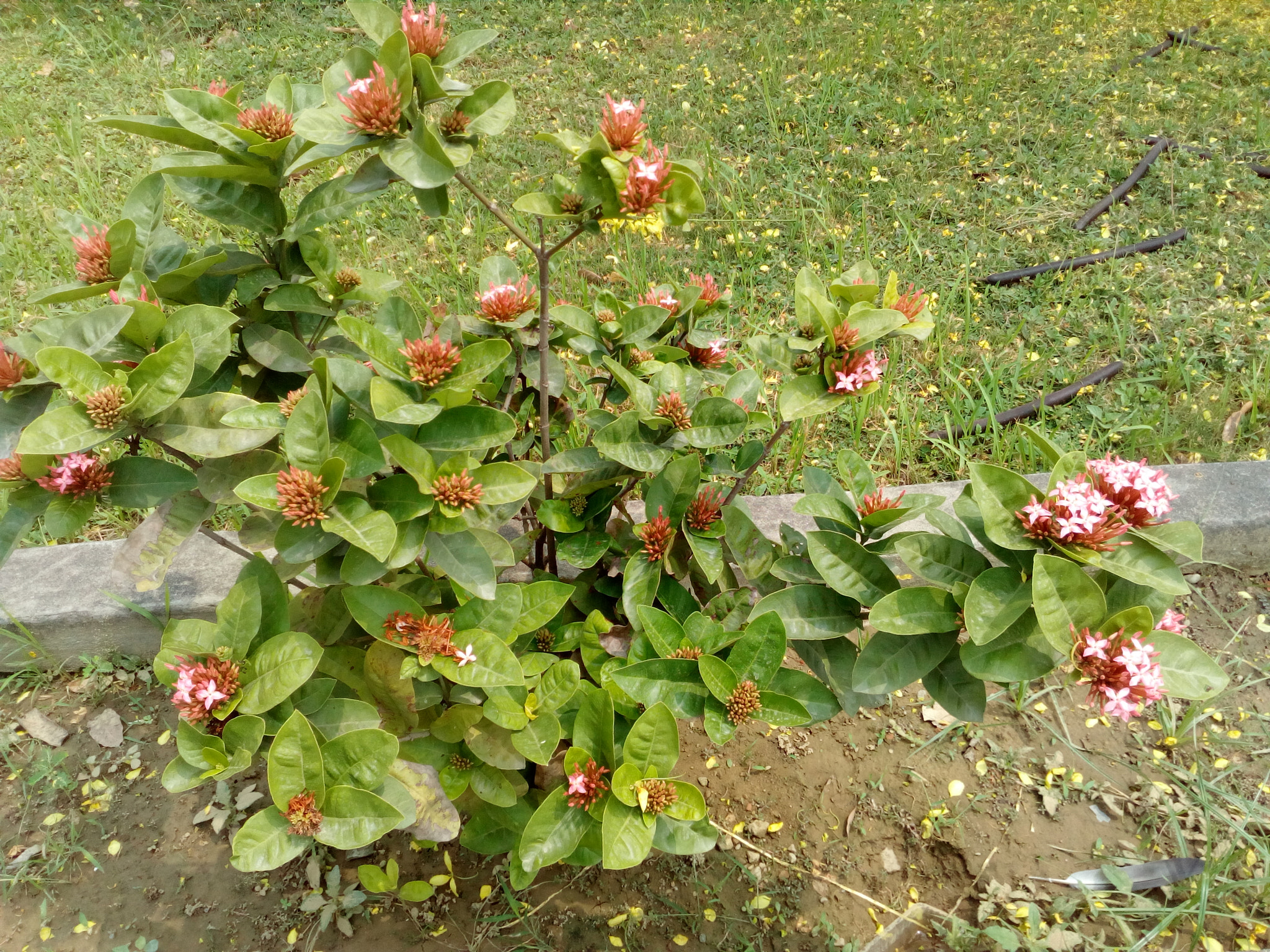 HUAWEI Y5II sample photo. ������������������������������� photography