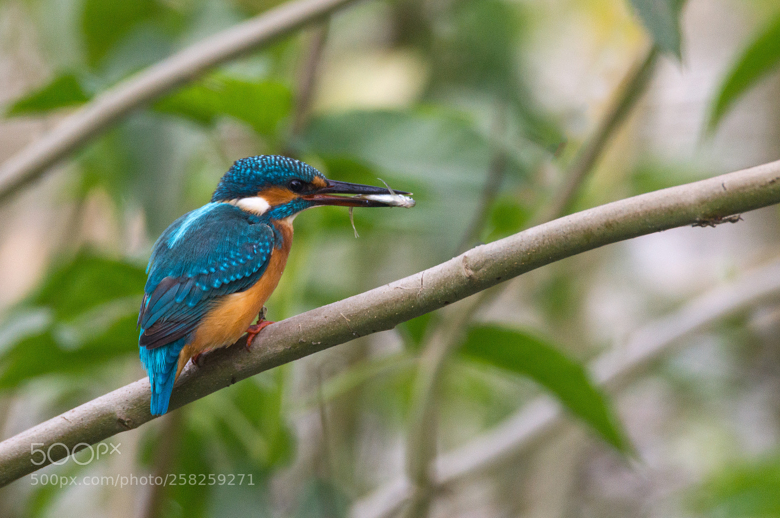 Sony SLT-A65 (SLT-A65V) sample photo. Common kingfisher photography