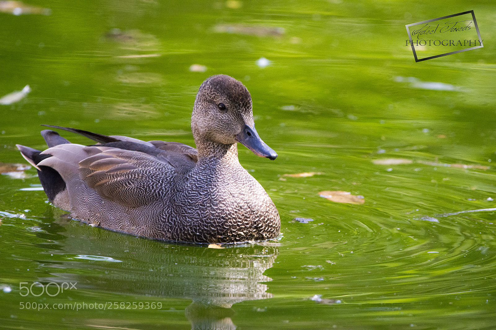 Nikon D7200 sample photo. Rouen duck photography