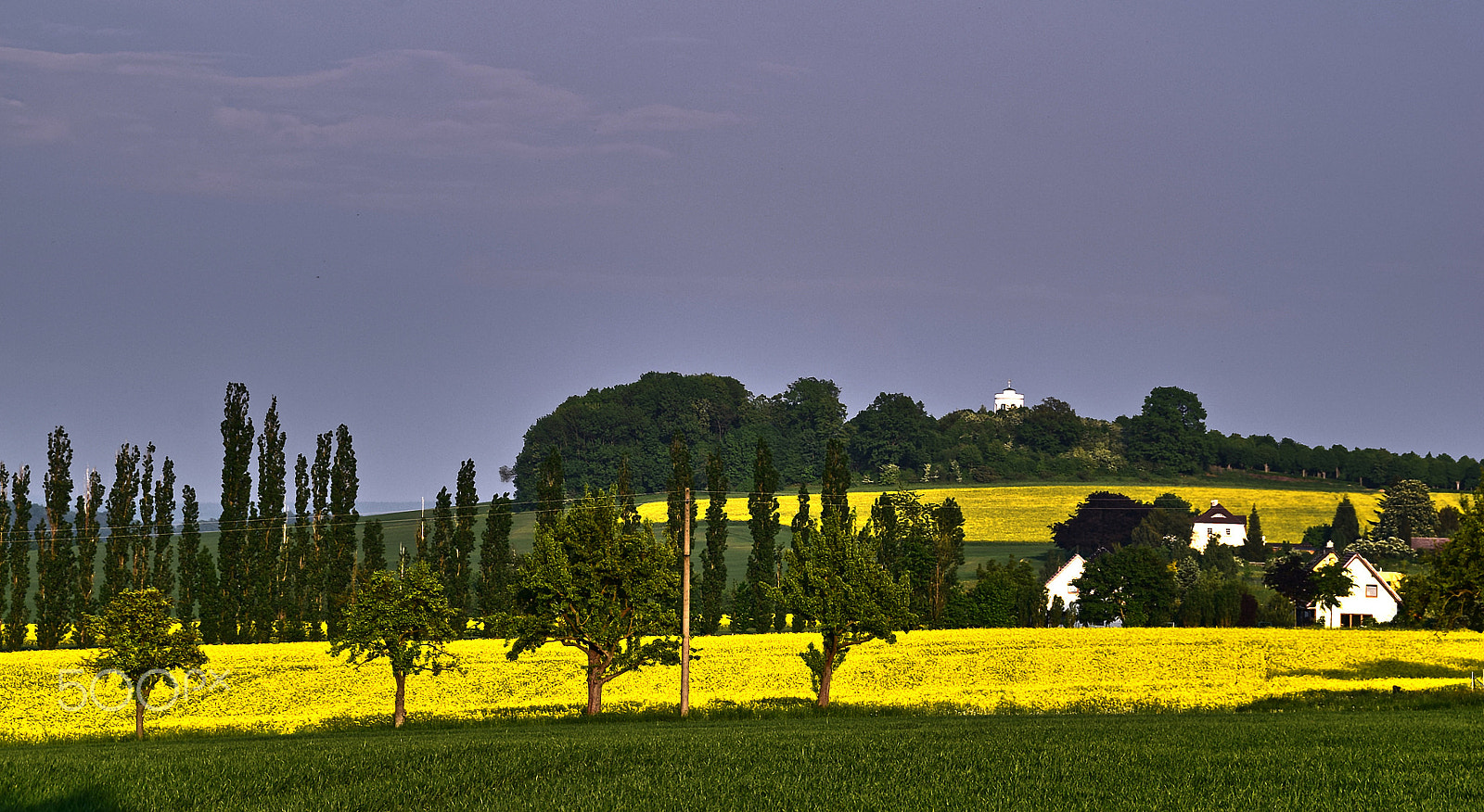 Nikon D5300 sample photo. Rape flowering photography