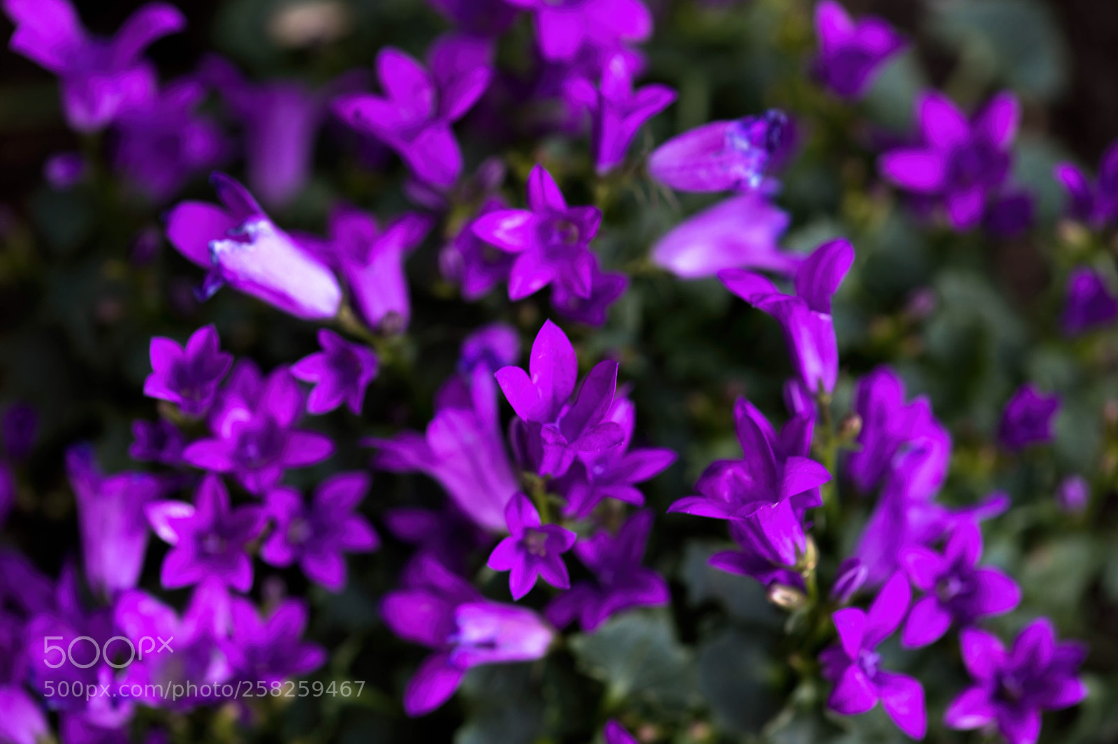 Canon EOS 5D Mark IV sample photo. Untitled photography