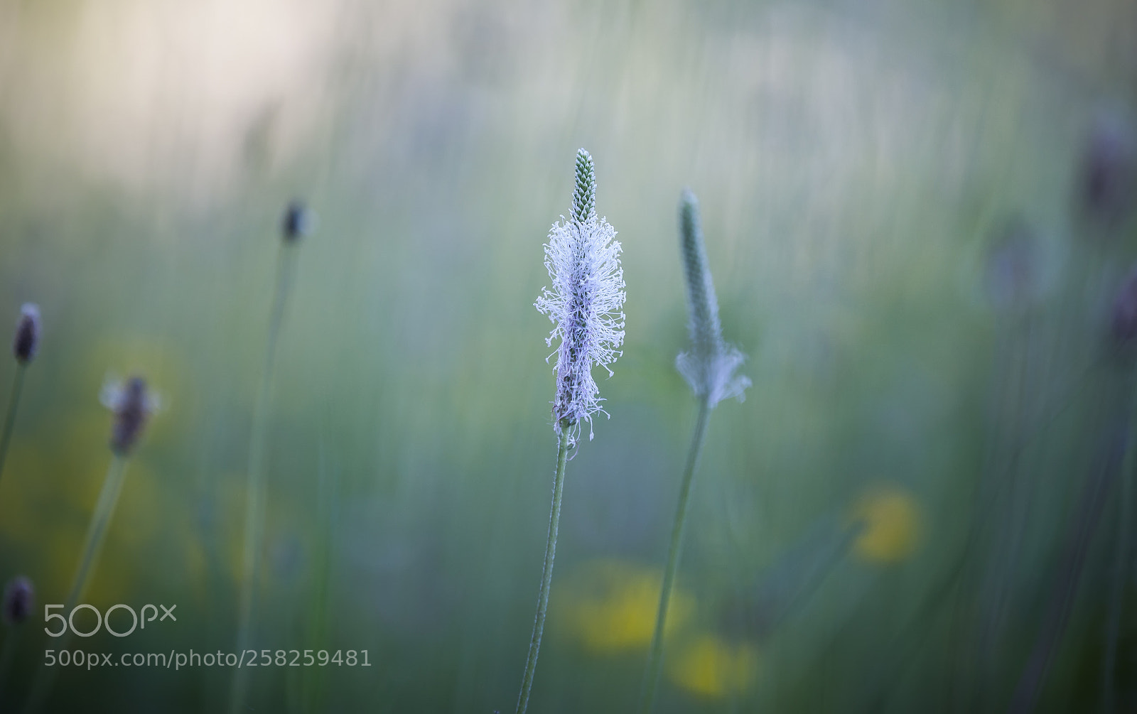 Canon EOS-1Ds Mark III sample photo. Untitled photography
