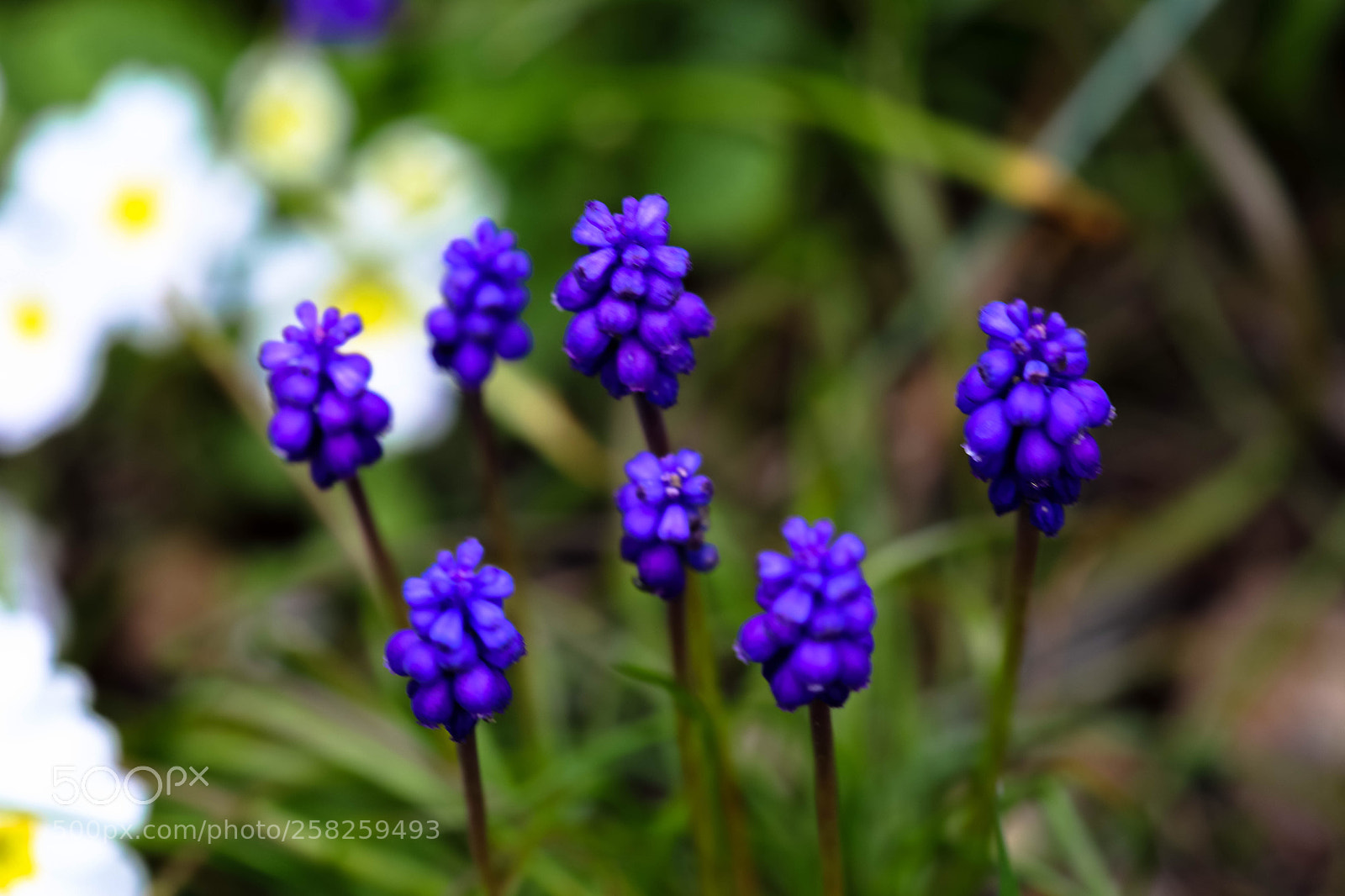 Canon EOS 5D Mark IV sample photo. Untitled photography