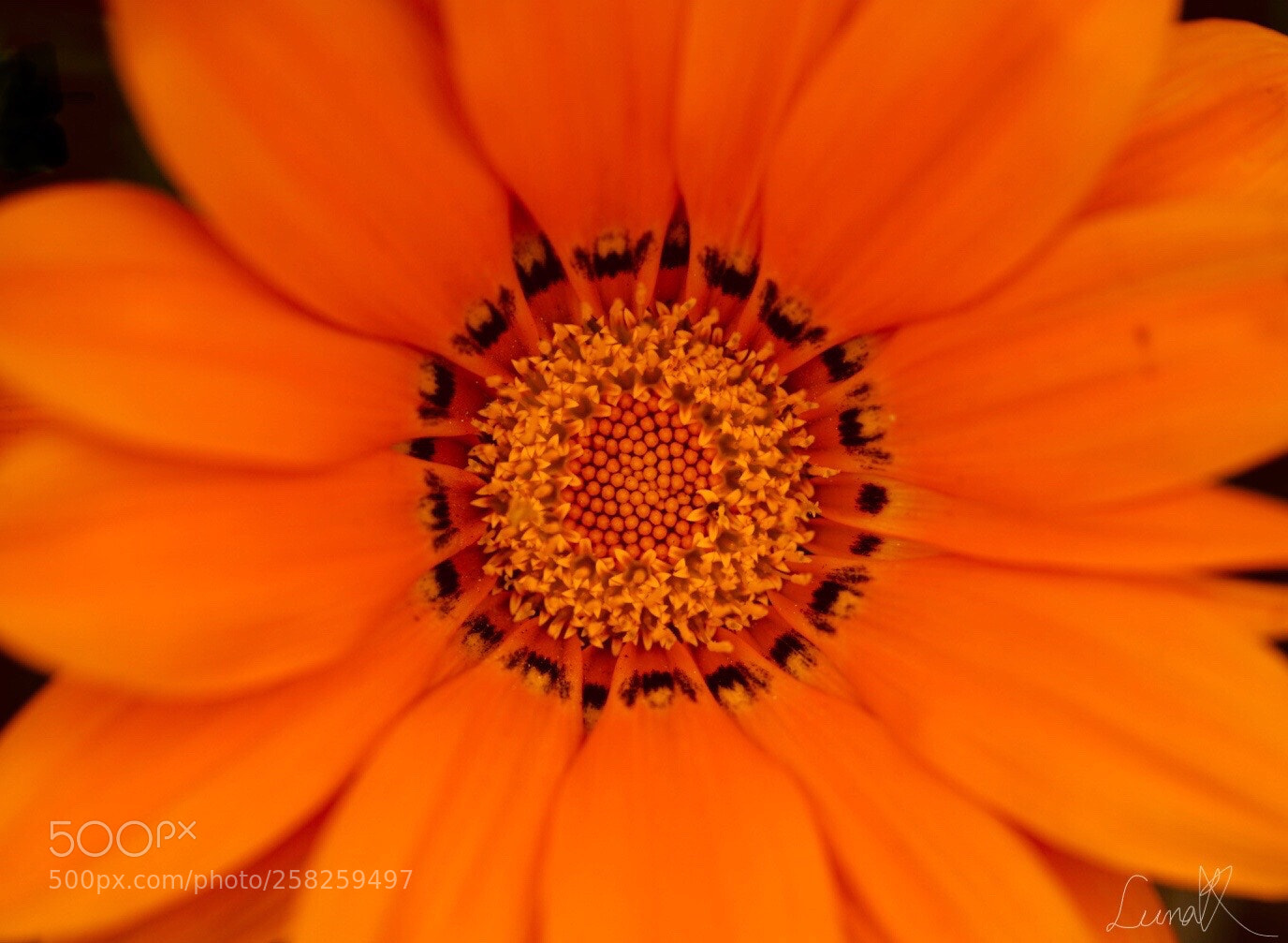 Sony a7R II sample photo. Amazing pattern photography