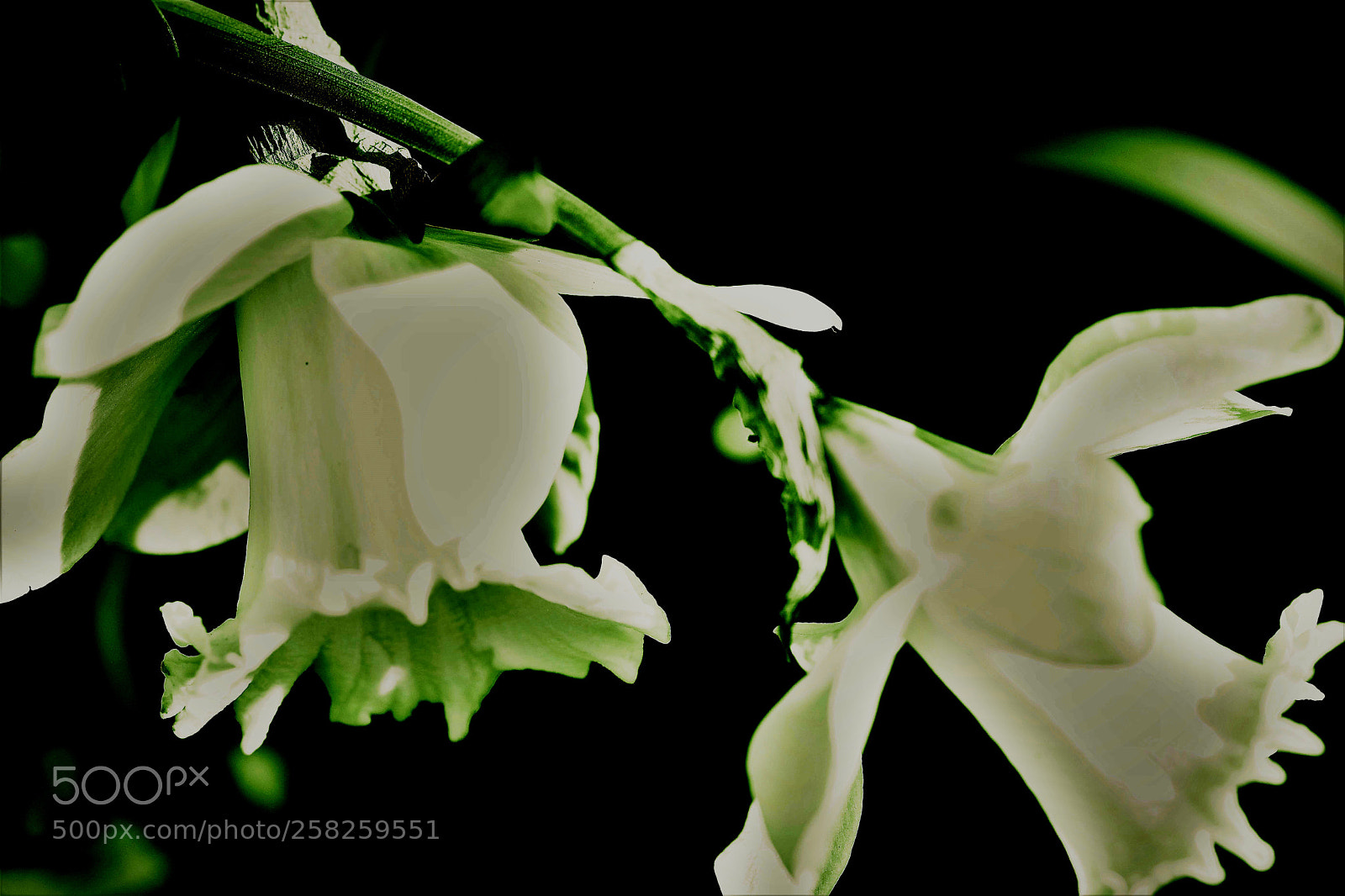 Nikon D500 sample photo. Untitled photography