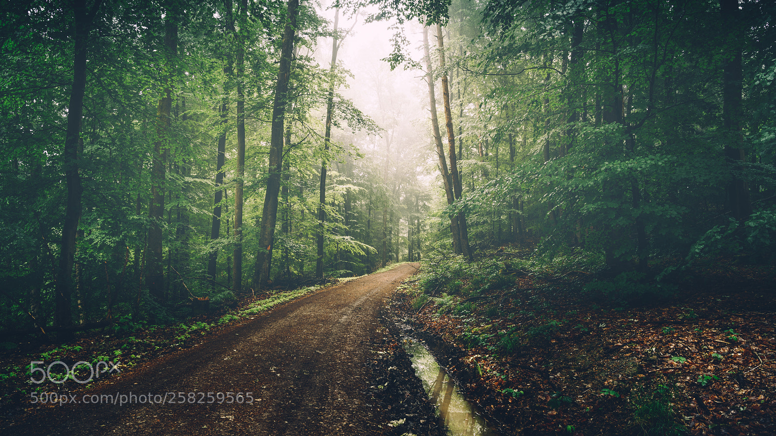 Sony a7R II sample photo. Enlight photography